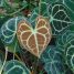 Anthurium clarinervium