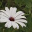 Osteospermum ecklonis