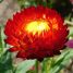 Xerochrysum bracteatum