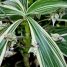 Tradescantia zanonia