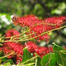 Combretum coccineum