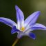 Amsonia tabernaemontana