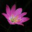Zephyranthes rosea