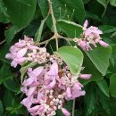 Cuspidaria floribunda