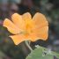 Abutilon indicum