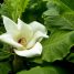 Magnolia macrophylla