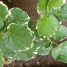 Polyscias scutellaria “Variegata”