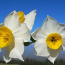 Narcissus tazetta