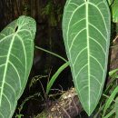 Anthurium warocqueanum