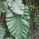 Philodendron speciosum
