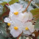 Begonia aconitifolia