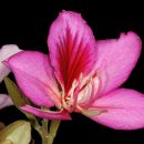 Bauhinia variegata