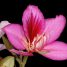 Bauhinia variegata
