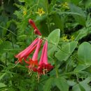 Lonicera sempervirens