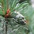 Pinus parviflora