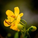 Senna corymbosa