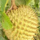Annona mucosa