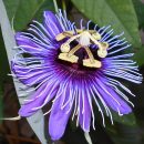Passiflora amethystina