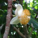 Mammea americana