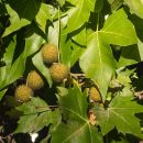 Platanus x acerifolia