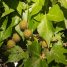 Platanus x acerifolia