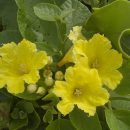 Cordia lutea