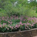 Astilbe chinensis