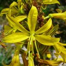Asphodeline lutea