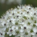 Allium nigrum