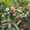 Diospyros blancoi