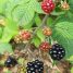 Rubus fruticosus
