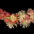 Sclerocarya birrea
