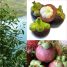 Garcinia mangostana