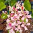 Bauhinia monandra