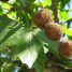 Platanus orientalis