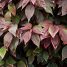 Acalypha wilkesiana “Marginata”