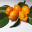 Eugenia copacabanensis