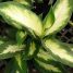 Dieffenbachia maculata