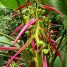 Heliconia aemygdiana