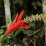 Aechmea nudicaulis