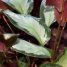 Calathea picturata “Argentea”