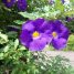 Thunbergia affinis