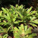 Neoregelia cruenta