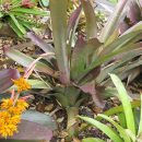 Aechmea aquilega