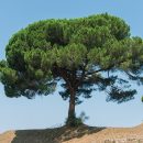 Pinus pinea