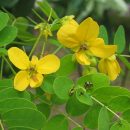 Senna surattensis
