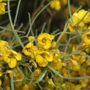 Senna australis