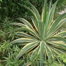 Agave desmettiana “Variegata”