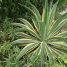 Agave desmettiana “Variegata”