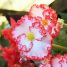 Begonia × tuberhybrida
